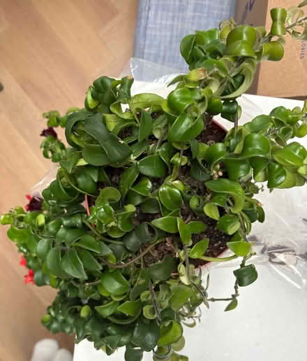 Photo of free Lipstick plant (W4) #3