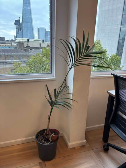Photo of free Plants needing tlc (7 harp lane) #1