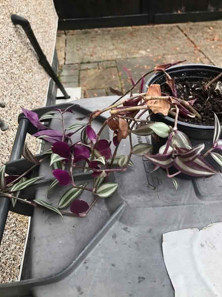 Photo of free Indoor plant (Letchworth SG6) #1