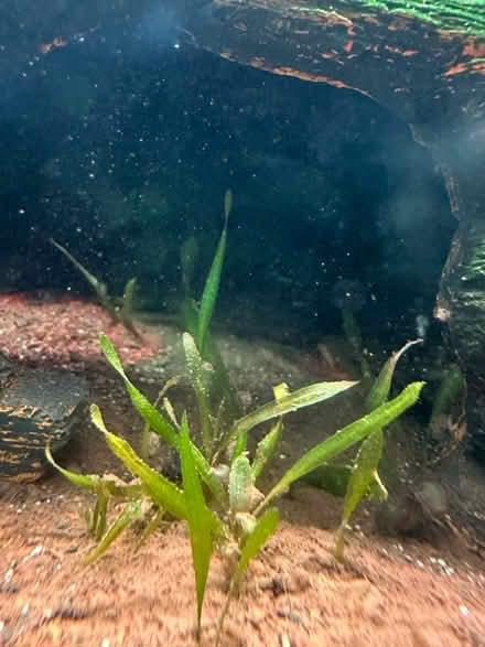 Photo of free Fish tank with a few fish (Karns) #3