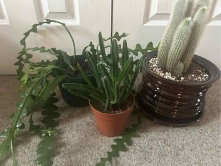Photo of free Trio of succulents/cacti (Musselburgh EH21) #1