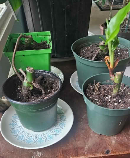 Photo of free Chinese Evergreen Plant (Farmington Hills) #1