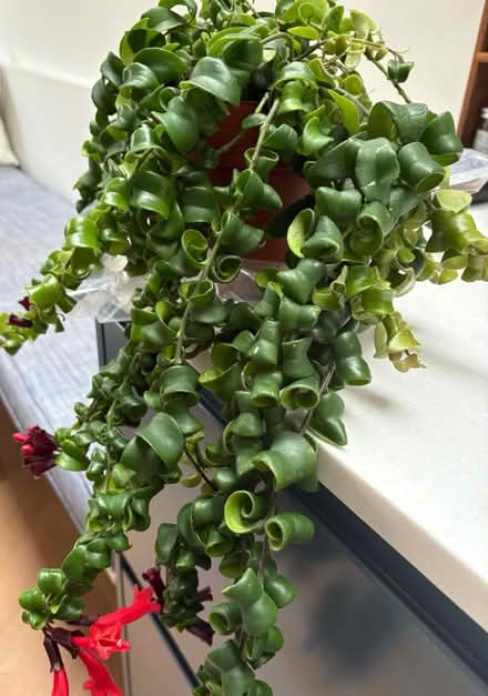 Photo of free Lipstick plant (W4) #2