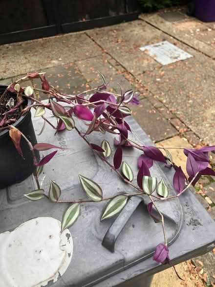 Photo of free Indoor plant (Letchworth SG6) #2