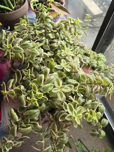 Photo of Plant (Howell, MI) #1