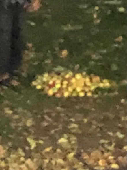 Photo of free 🍎 apples (Bournville B30 1QP) #2