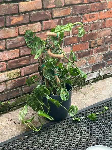 Photo of free Large monstera plant (East Hull HU9 2) #2