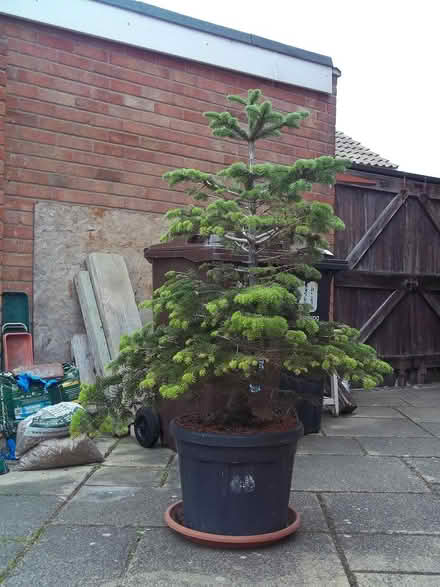 Photo of free Christmas Tree: Nordman Fir (clacton on sea, CO15) #1