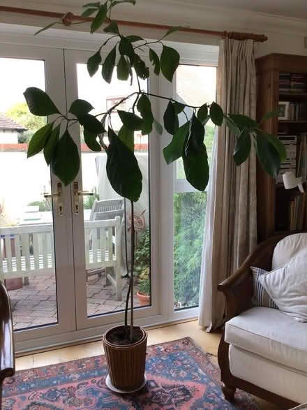 Photo of free Avocado Plant (Christchurch Town Centre) #1