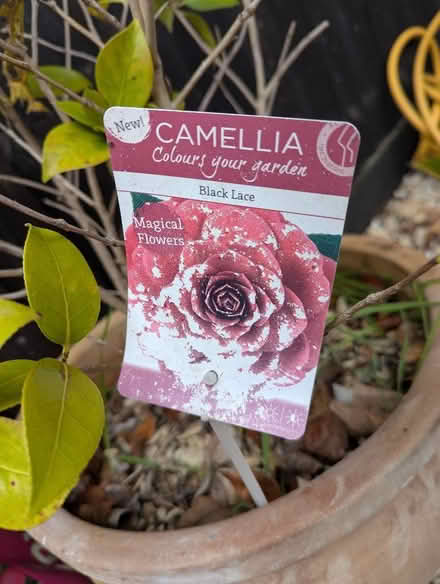 Photo of free Camellia in pot with compost (Sutton Pools OX14) #2