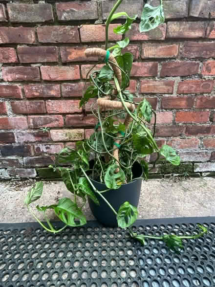 Photo of free Large monstera plant (East Hull HU9 2) #1