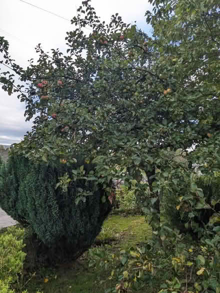 Photo of free Cooking Apples! (Kendal LA9) #1