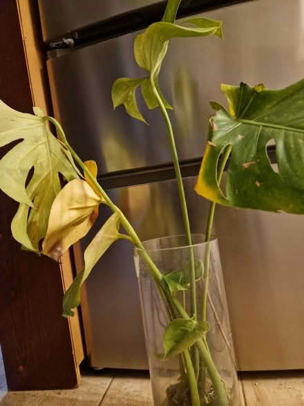 Photo of free House plant (SN3 Walcot) #1