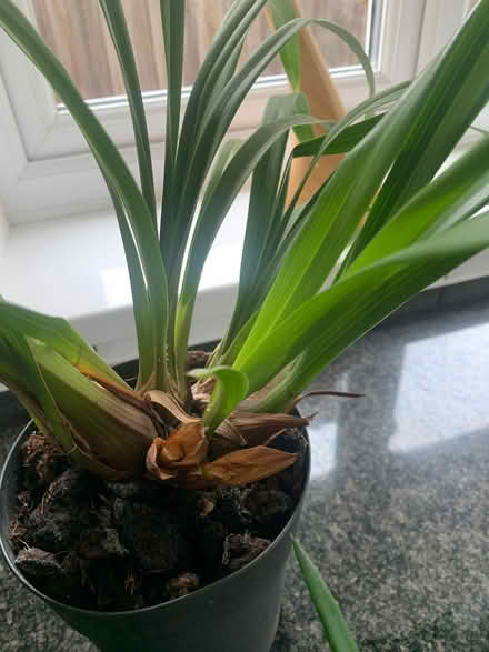 Photo of free Orchid collection (North Tonbridge TN10) #2