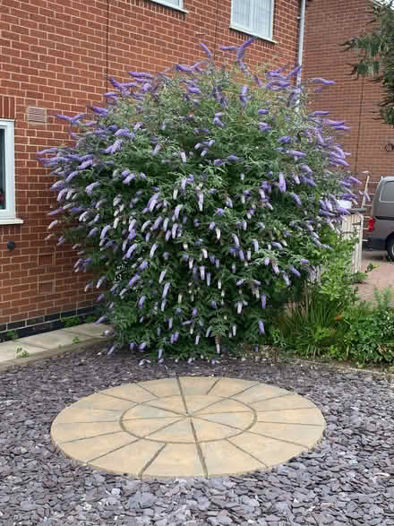 Photo of free buddleia rootstock (Newbold Verdon LE9) #2