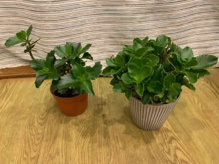 Photo of free Two House Plants (Bussage GL6) #2