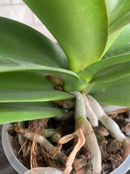 Photo of free Orchid collection (North Tonbridge TN10) #3