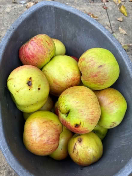 Photo of free Big bag of apples (Win) #1