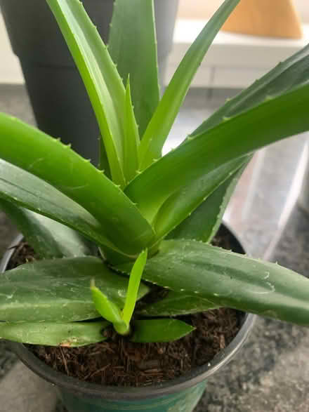 Photo of free Orchid collection (North Tonbridge TN10) #4