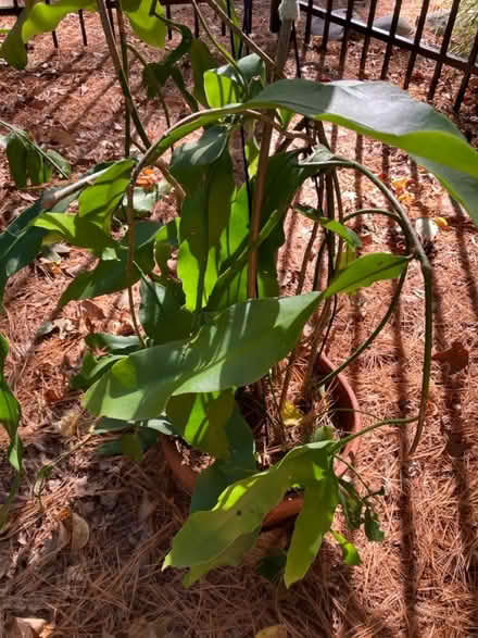 Photo of free Night Blooming Cereus (West Windsor) #1