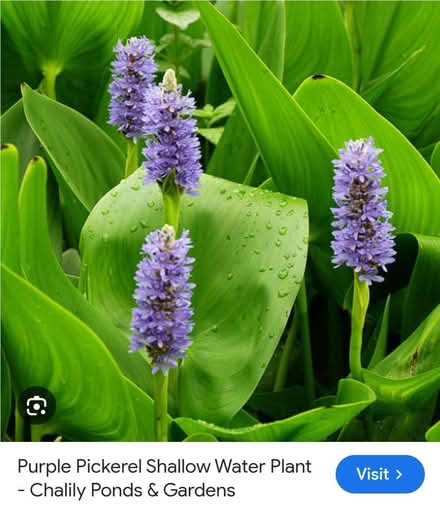 Photo of free Pickerel pond plant (South Chailey Lewes) #1
