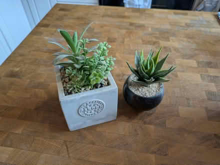 Photo of free Decorative plants (Merivale and Baseline) #1