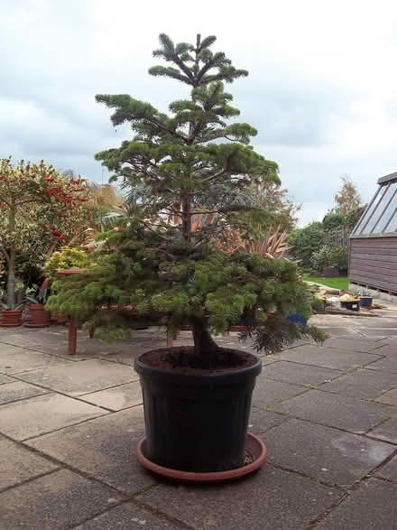 Photo of free Christmas Tree: Nordman Fir (clacton on sea, CO15) #2