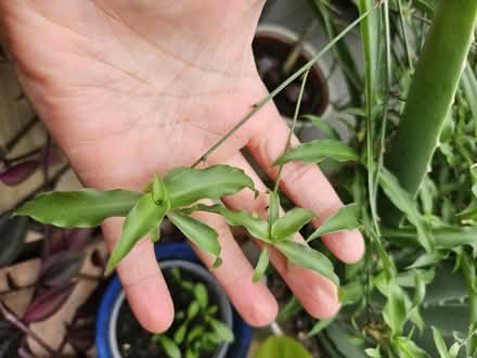 Photo of free Spider plantlings (N8 Wood Green) #1