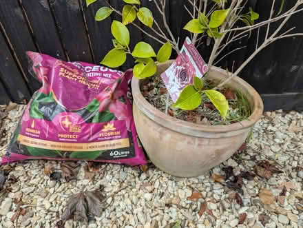 Photo of free Camellia in pot with compost (Sutton Pools OX14) #1