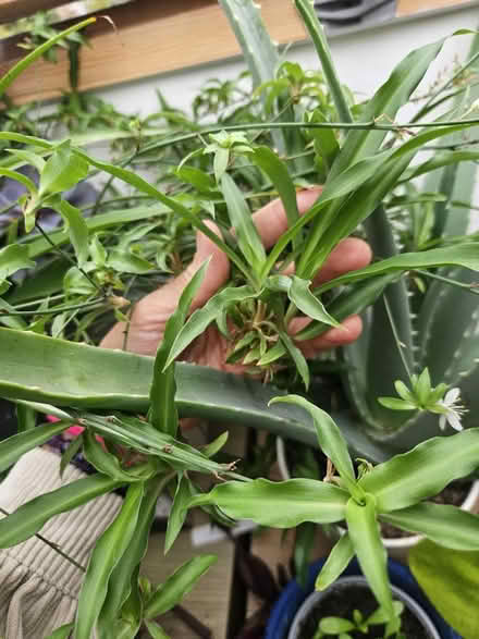 Photo of free Spider plantlings (N8 Wood Green) #3