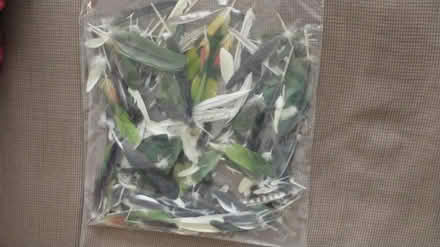 Photo of free Feathers for art projects (Montgomery) #1