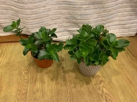 Photo of free Two House Plants (Bussage GL6) #1