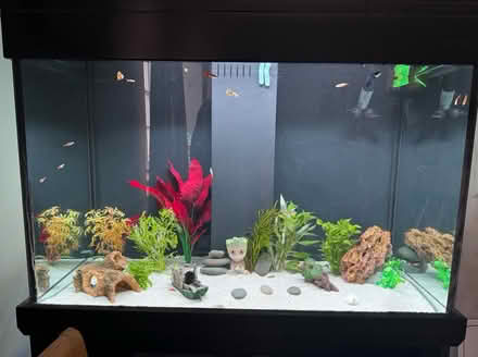 Photo of free Large Fish Tank (Bucknell SY7) #1