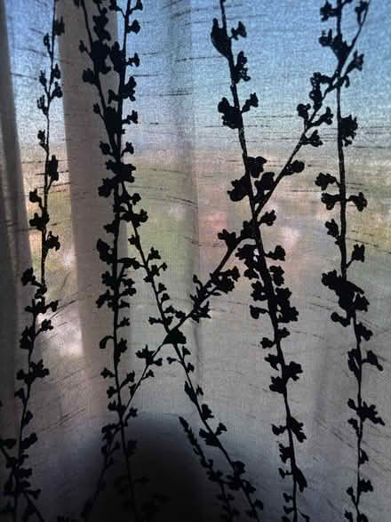 Photo of free Set of 4 curtains (North Arlington, NJ) #2