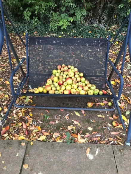 Photo of free 🍎 apples (Bournville B30 1QP) #1