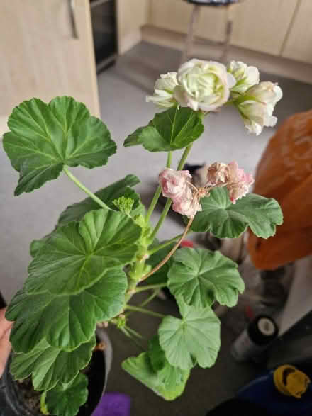 Photo of free Slightly rarer Pelligoniums (Wigmore HR6) #1