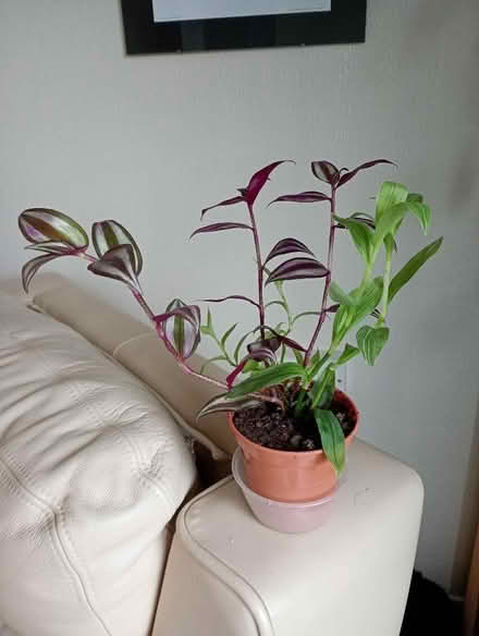 Photo of free Tradescantia plant (Temple Cowley OX4) #1