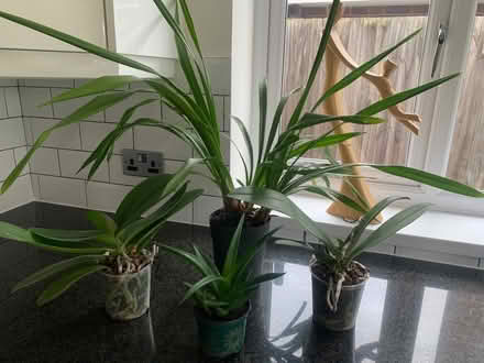 Photo of free Orchid collection (North Tonbridge TN10) #1