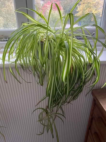 Photo of free Not quite so large spider plant (High Storrs, S11) #1