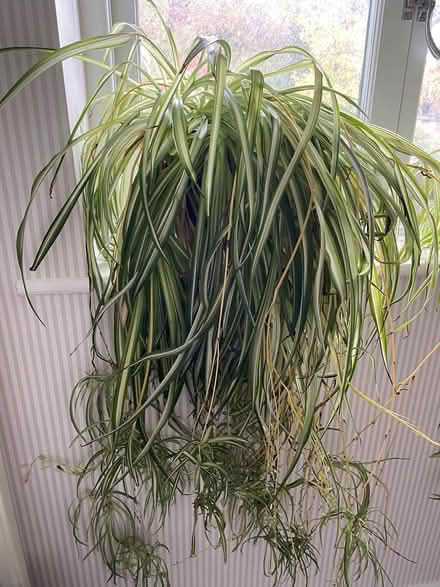 Photo of free Large spider plant (High Storrs, S11) #1