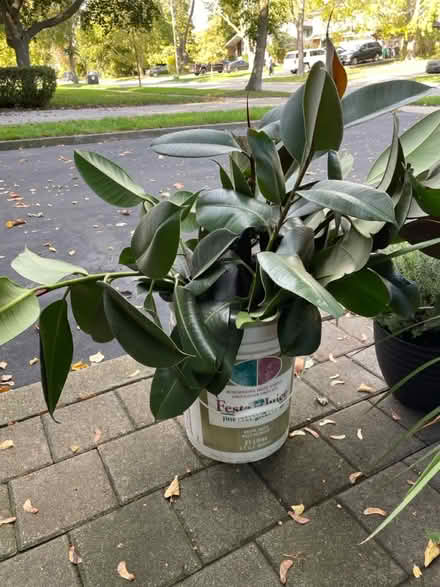 Photo of free Ficus Branches (Lindenlea Drive @ Lenester) #1