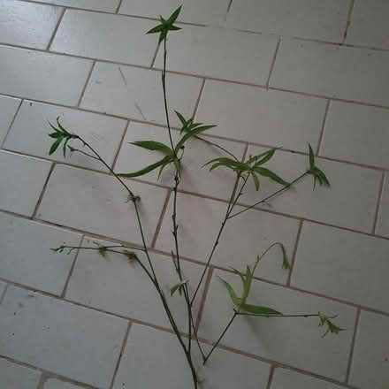 Photo of free Spider plant babies Houseplant (Bow E3) #1