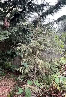 Photo of free Two Outdoor Christmas Trees (Totteridge N20) #2