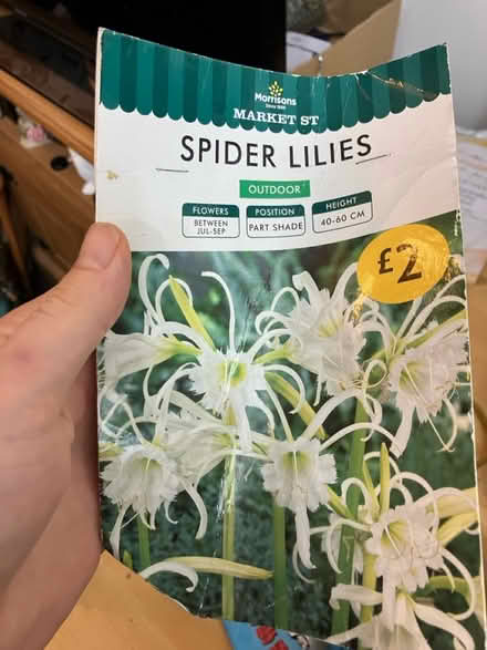 Photo of free Spider lillies bulbs (NW7 Bunns Lane) #1