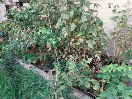 Photo of free Raspberry bushes (AL7 Welwyn Garden City) #2