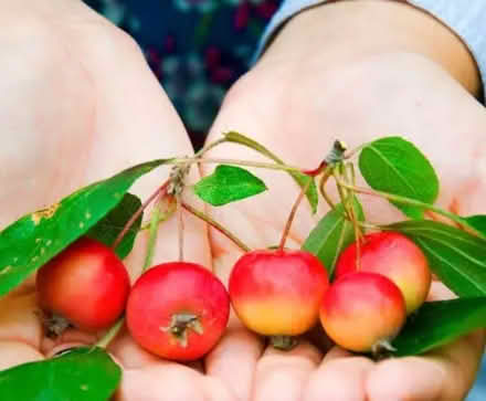 Photo of free Crabapples (Nash LD8) #1