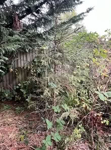 Photo of free Two Outdoor Christmas Trees (Totteridge N20) #1