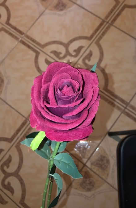 Photo of free Single Rose (South Loop) #1