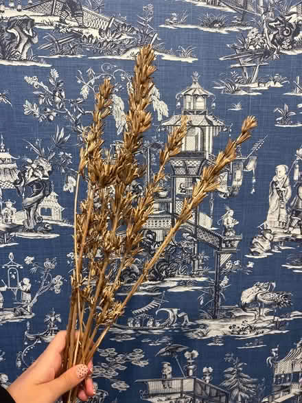 Photo of free Dried flowers (CR7) #1
