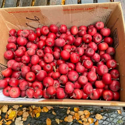 Photo of free Crab apples.. lots . From crab apple Laura (Welwyn AL6) #1